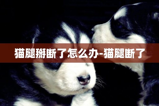 貓腿掰斷了怎么辦-貓腿斷了