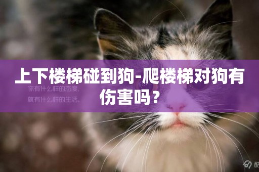 上下樓梯碰到狗-爬樓梯對狗有傷害嗎？