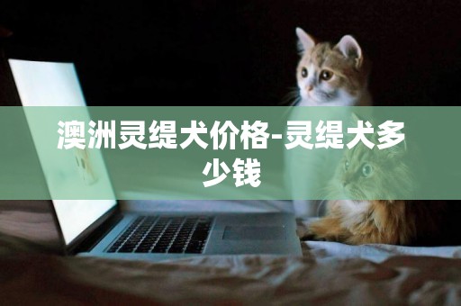 澳洲靈緹犬價格-靈緹犬多少錢