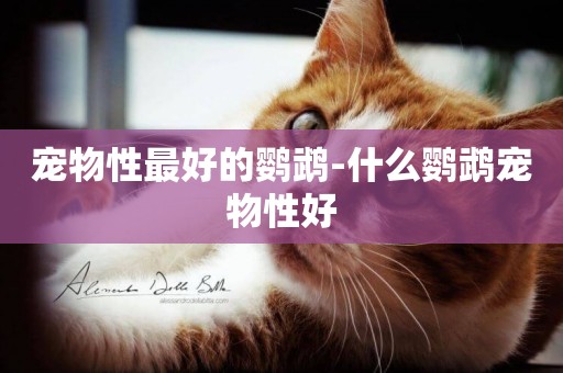 寵物性最好的鸚鵡-什么鸚鵡寵物性好
