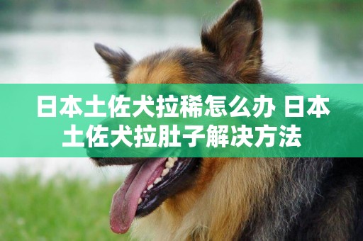 日本土佐犬拉稀怎么辦 日本土佐犬拉肚子解決方法