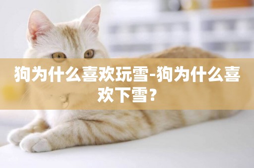 狗為什么喜歡玩雪-狗為什么喜歡下雪？