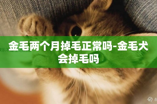 金毛兩個月掉毛正常嗎-金毛犬會掉毛嗎