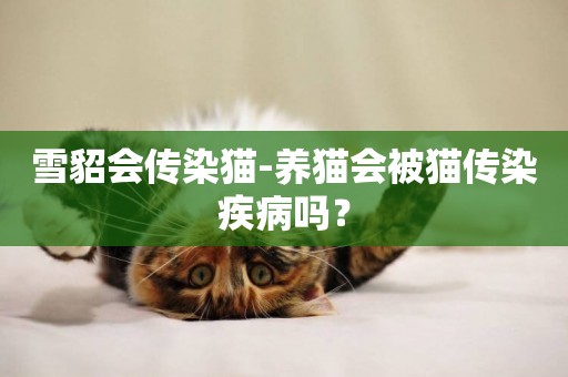 雪貂會傳染貓-養貓會被貓傳染疾病嗎？