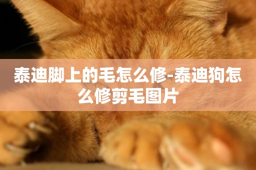 泰迪腳上的毛怎么修-泰迪狗怎么修剪毛圖片