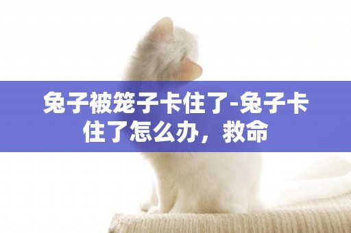 兔子被籠子卡住了-兔子卡住了怎么辦，救命
