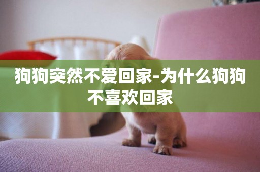 狗狗突然不愛回家-為什么狗狗不喜歡回家
