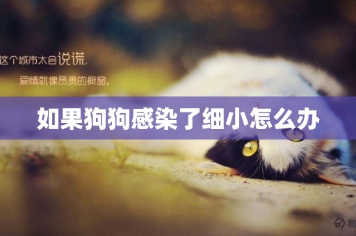 如果狗狗感染了細小怎么辦