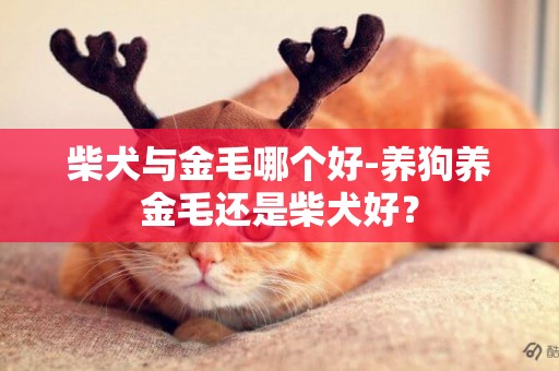 柴犬與金毛哪個好-養狗養金毛還是柴犬好？