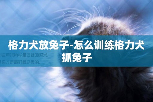 格力犬放兔子-怎么訓練格力犬抓兔子