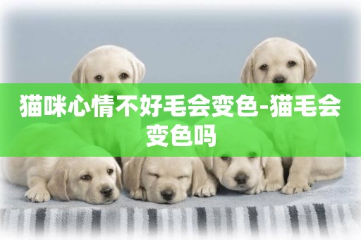 貓咪心情不好毛會變色-貓毛會變色嗎