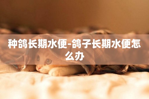種鴿長期水便-鴿子長期水便怎么辦