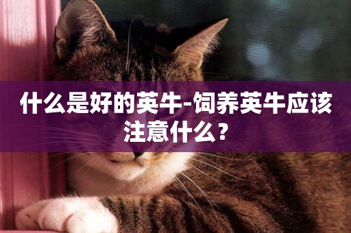 什么是好的英牛-飼養英牛應該注意什么？