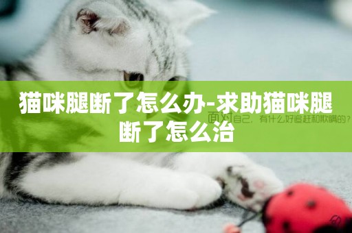貓咪腿斷了怎么辦-求助貓咪腿斷了怎么治