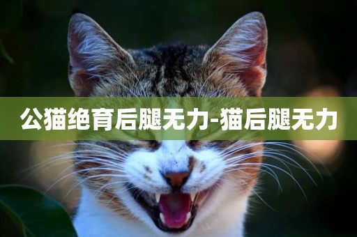 公貓絕育后腿無力-貓后腿無力