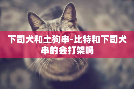 下司犬和土狗串-比特和下司犬串的會打架嗎