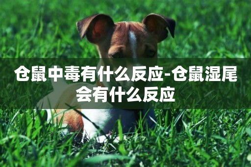 倉鼠中毒有什么反應-倉鼠濕尾會有什么反應