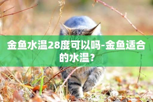 金魚水溫28度可以嗎-金魚適合的水溫？
