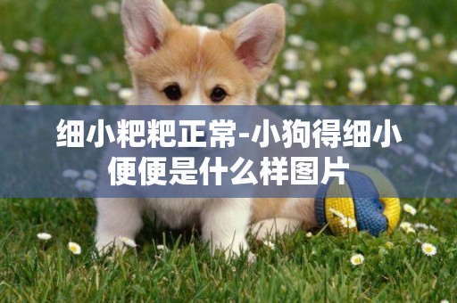 細小粑粑正常-小狗得細小便便是什么樣圖片