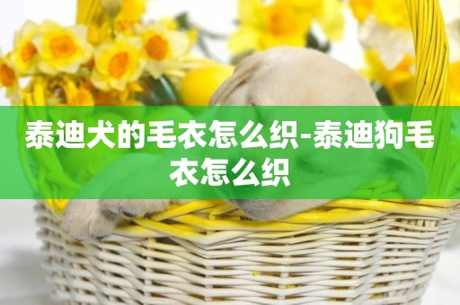 泰迪犬的毛衣怎么織-泰迪狗毛衣怎么織