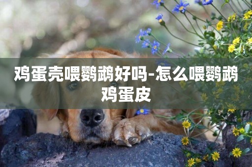 雞蛋殼喂鸚鵡好嗎-怎么喂鸚鵡雞蛋皮