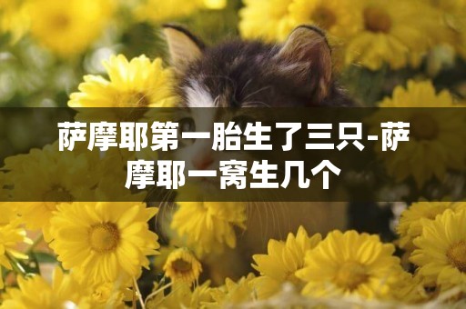 薩摩耶第一胎生了三只-薩摩耶一窩生幾個
