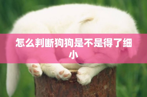 怎么判斷狗狗是不是得了細小