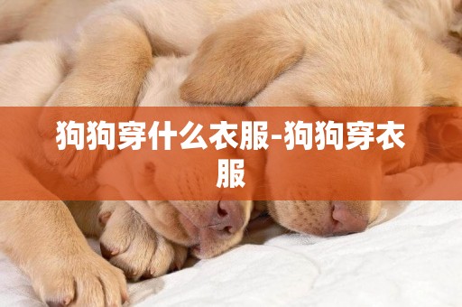 狗狗穿什么衣服-狗狗穿衣服