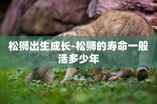 松獅出生成長-松獅的壽命一般活多少年