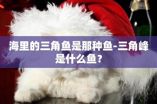 海里的三角魚是那種魚-三角峰是什么魚？