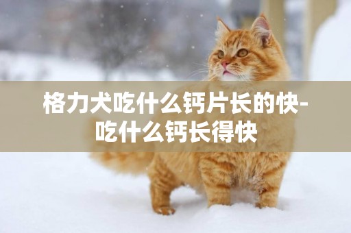 格力犬吃什么鈣片長的快-吃什么鈣長得快
