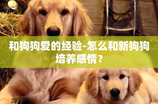 和狗狗愛的經驗-怎么和新狗狗培養感情？