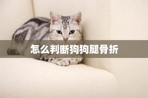 怎么判斷狗狗腿骨折