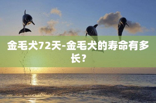 金毛犬72天-金毛犬的壽命有多長？
