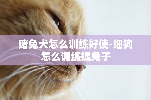 賭兔犬怎么訓練好使-細狗怎么訓練捉兔子