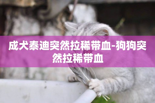成犬泰迪突然拉稀帶血-狗狗突然拉稀帶血