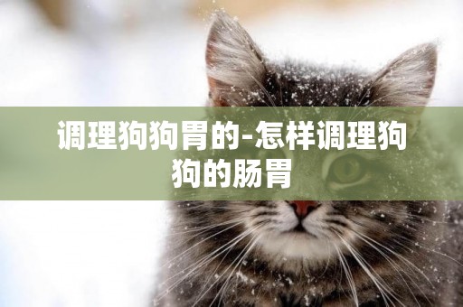 調理狗狗胃的-怎樣調理狗狗的腸胃