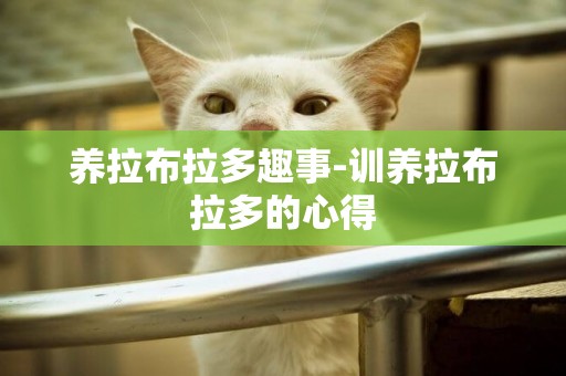 養拉布拉多趣事-訓養拉布拉多的心得