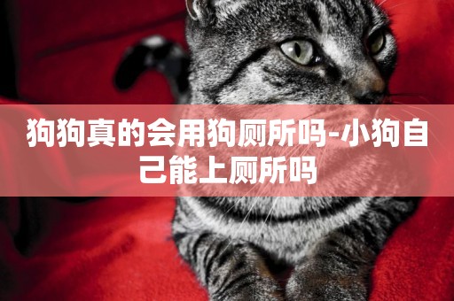 狗狗真的會用狗廁所嗎-小狗自己能上廁所嗎