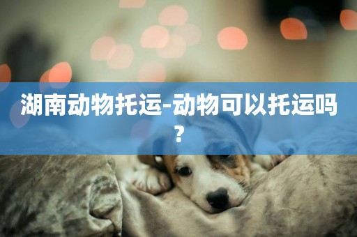 湖南動物托運-動物可以托運嗎?