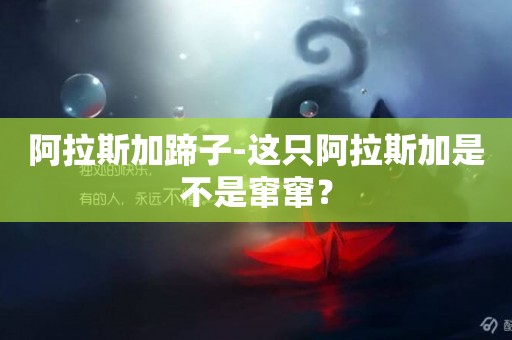 阿拉斯加蹄子-這只阿拉斯加是不是竄竄？