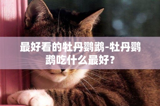 最好看的牡丹鸚鵡-牡丹鸚鵡吃什么最好？