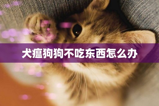 犬瘟狗狗不吃東西怎么辦