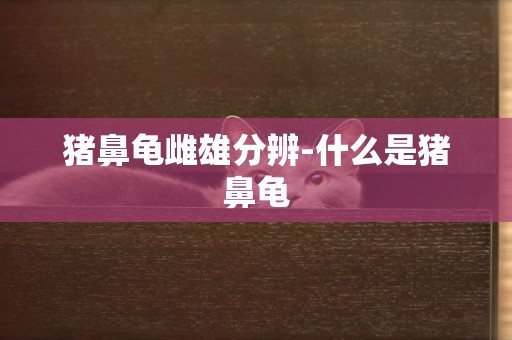 豬鼻龜雌雄分辨-什么是豬鼻龜