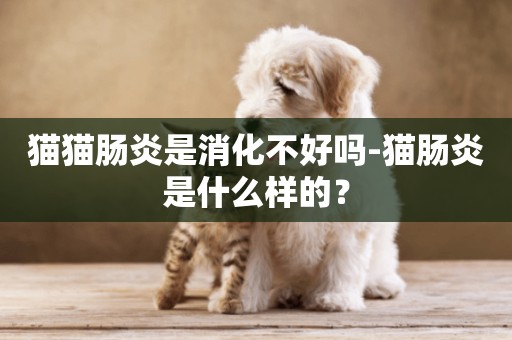 貓貓腸炎是消化不好嗎-貓腸炎是什么樣的？