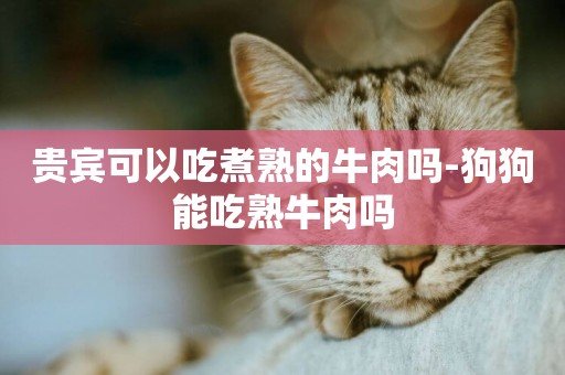 貴賓可以吃煮熟的牛肉嗎-狗狗能吃熟牛肉嗎