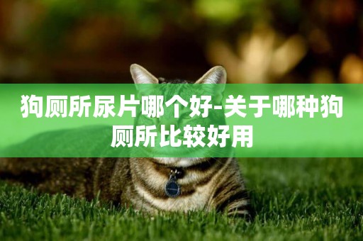 狗廁所尿片哪個好-關于哪種狗廁所比較好用