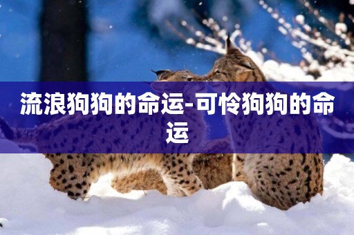流浪狗狗的命運-可憐狗狗的命運