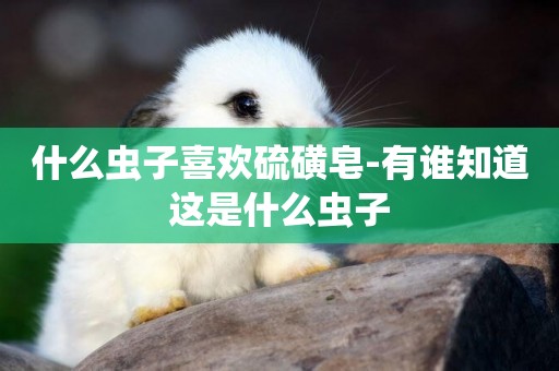 什么蟲子喜歡硫磺皂-有誰知道這是什么蟲子