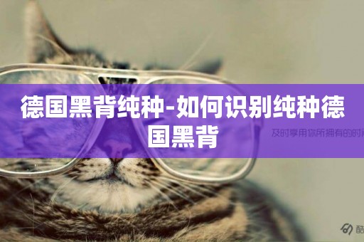 德國黑背純種-如何識別純種德國黑背